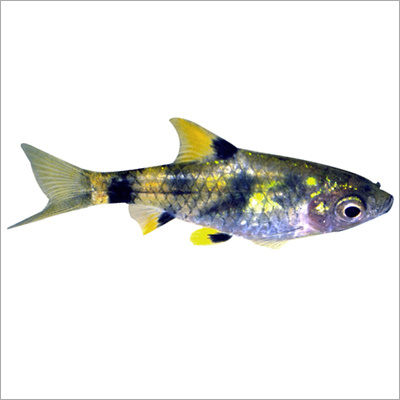 Barbus Canius