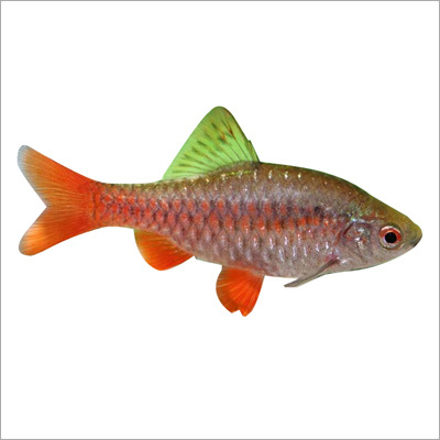 Puntius Manipurensis