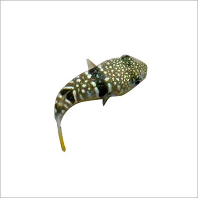 Chelonodon Patoca