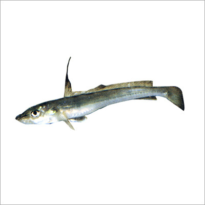 Sillaginopsis Panijus