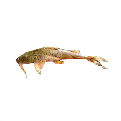 Bagarius Bagarius 