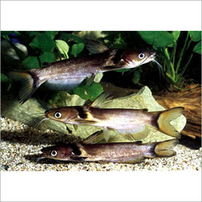 Horabagrus Nigricollaris
