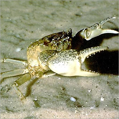 Paragthelphusual Martensi