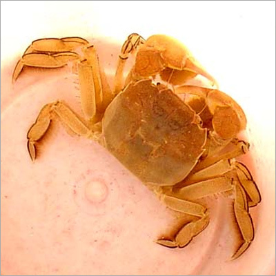 Tarantula Crab
