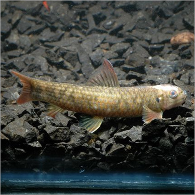 Garra Lissorhyncus Redtail 