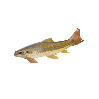 Garra Mullya