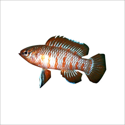 Badis Bengalensis