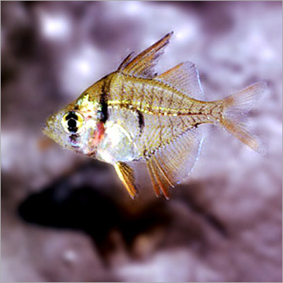 Aquarium Fish