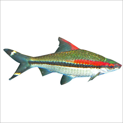 Puntius Denisonii
