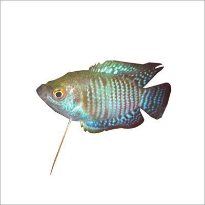 Colisa Lalia