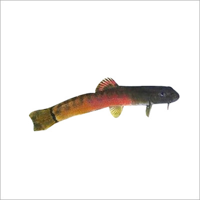 Crimson Loach