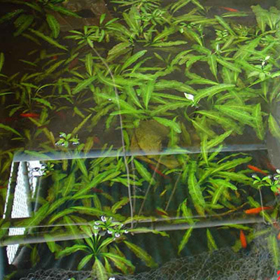 Aquariums Plants