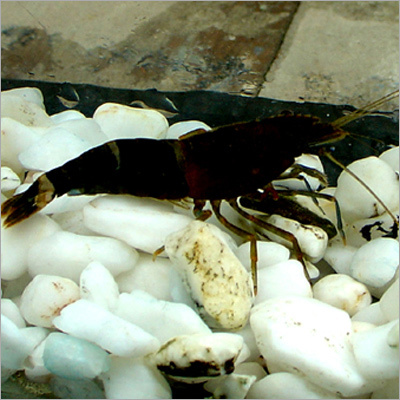 Bicolor Shrimps