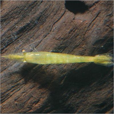 Emerald Shrimps