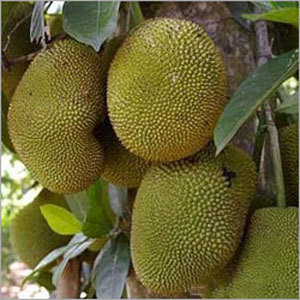 Jack Fruit