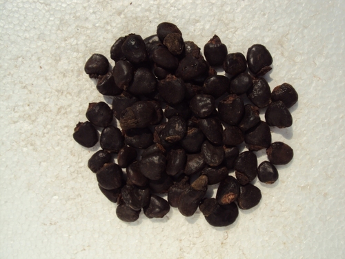 Bhilawa Seeds