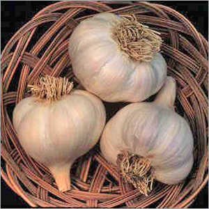 Garlic Powder