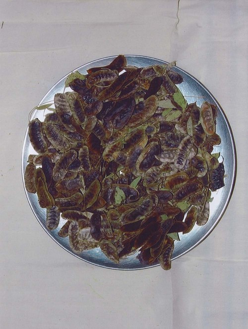 Senna Seeds