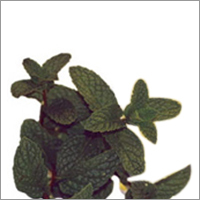Peppermint Essential Oil - 100% Pure, 100% Soluble | Cool and Refreshing Scent, Hygienically Packed, No Harmful Chemicals Added