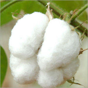 Raw Cotton & Cotton Waste