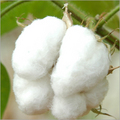 Raw Cotton & Cotton Waste