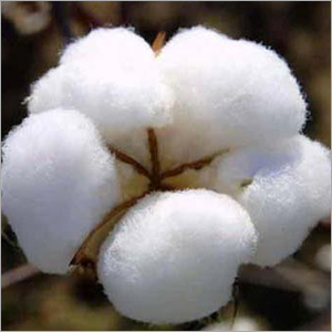 Cotton Bales