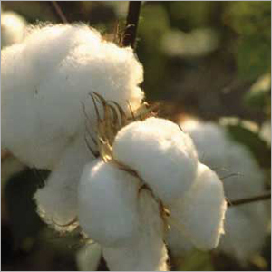 Cotton