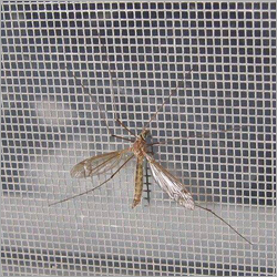 Insect Net