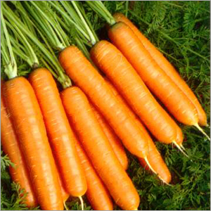 Carrot