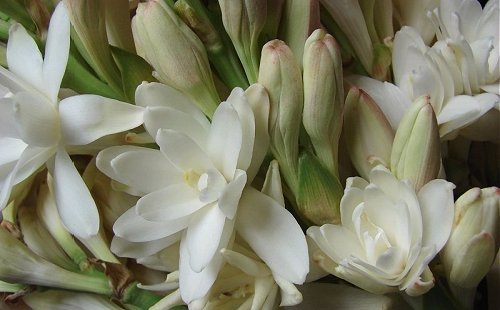 Lotus Flowers exporters