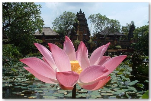 Fresh Lotus Bali Flowers