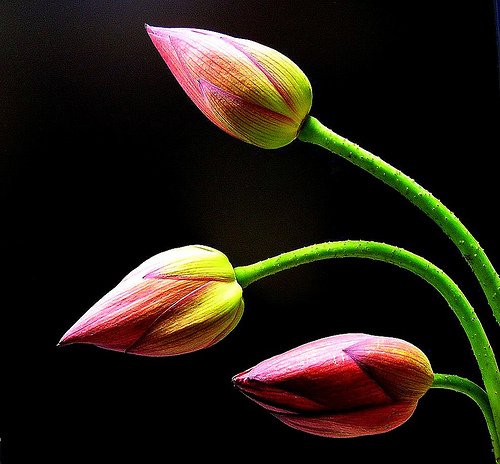 Pink Lotus Flowers