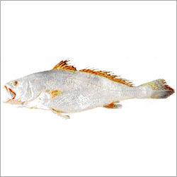 Big Mouth Croaker