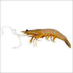 Brown Shrimp