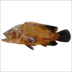 Reef Code