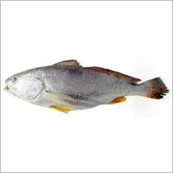 Silver Croaker