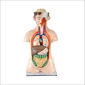 Biological Models