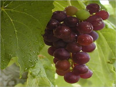 Red Grapes Drink