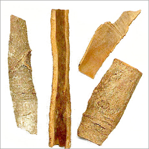 Cassia
