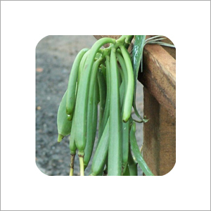 Vanilla Beans