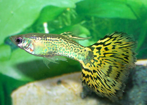 Butterfly Male Guppy