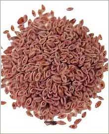 Psyllium Seed