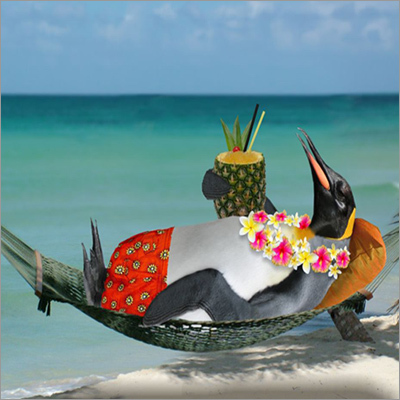 Tropical Penguin Wallpaper