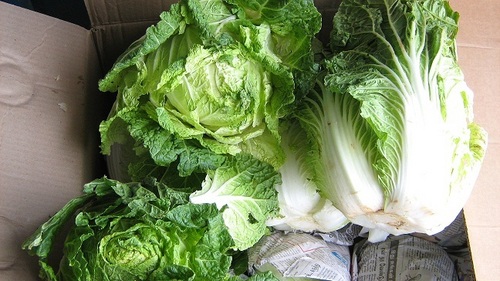chinese cabbage