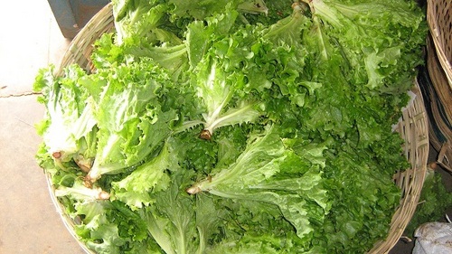 lettuce