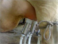 Good Quality Milking Machine By Cow