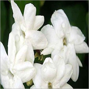 Jasmine