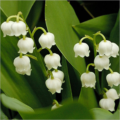 Lily Of the Valley