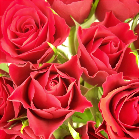 Roseee
