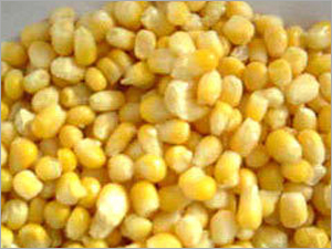Frozen Corn